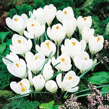 Bulbes fleurs crocus d'occasion Bulbes fleurs crocus d'occasion  Expédié en France