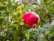 Pcs wonderful organic for sale  Port Isabel