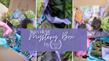 Succulent collection potted for sale  PEMBROKE