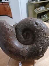 ammonite large for sale  North Bend