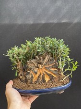 Giant olive bonsai for sale  Wallkill