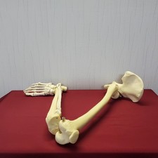 Anatomische modell anatomiemod gebraucht kaufen  Dortmund