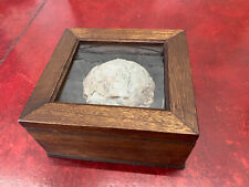Fossil dinosaur egg for sale  BILLERICAY
