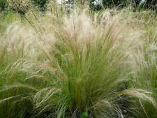 Bulk mexican feather for sale  Lynnwood