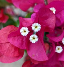 Bouganvillea spettabilis grand usato  Napoli