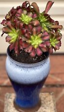 AEÔNIO VARIEGADO "SHAO HUA"-GRANDES PLANTAS SUCULENTAS ENRAIZADAS 8-3 comprar usado  Enviando para Brazil