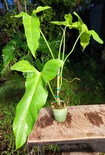 Philodendron menkei plant for sale  Hollywood