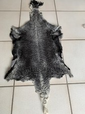 Echtes breitschwanz persianerf gebraucht kaufen  Nürnberg