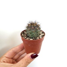 Copiapoa serpentisulcata ciner usato Copiapoa serpentisulcata ciner usato  Napoli