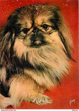 Animaux chiens pékinois d'occasion  Fruges