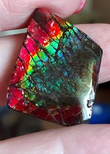 Ammolite ammonite coated d'occasion  Expédié en Belgium