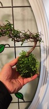 Moss ball cliff for sale  LIVERPOOL