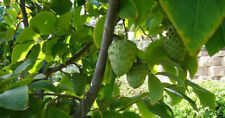 Vietnamese cherimoya tropical for sale  Norwalk