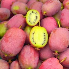Actinidia arguta bingo d'occasion  Pouzauges