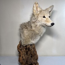 Coyote taxidermy wolf for sale  Livonia