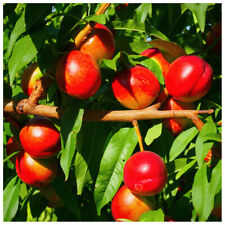 Nectarine fantasia 5ft for sale  NEWTOWNARDS