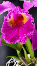 Cattleya mossiae for sale  Denver