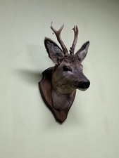 Cabeça de veado no tabuleiro, taxidermia, troféus comprar usado  Enviando para Brazil