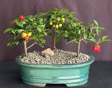 Flowering barbados cherry for sale  Patchogue