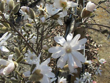 Pianta magnolia stellata usato  Altamura
