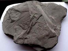 Fossil ammonit schieferplatte gebraucht kaufen  Waibstadt