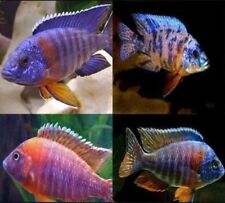 Assorted unsexed peacock for sale  Chaffee