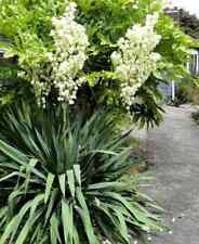 Yucca filamentosa palmlilie gebraucht kaufen  Heinsberg