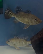 Kelberi peacock bass for sale  Melrose Park