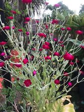 Lychnis silene coronaria for sale  LINCOLN