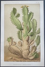 Plantes médicinales euphorbia d'occasion  Limoges-