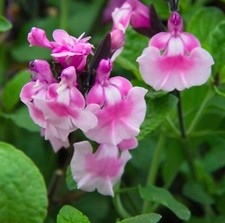 Salvia angels wings for sale  BELLSHILL