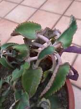 Pianta vaso kalanchoe usato  Barcellona Pozzo di Gotto