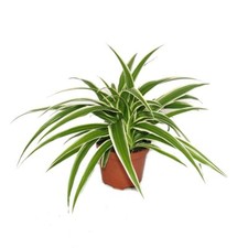 Exotenherz chlorophytum grünl gebraucht kaufen  Zweibrücken