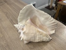 Large huge beautiful for sale  PRESCOT