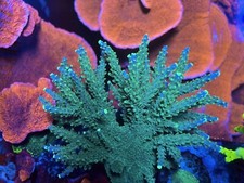 Corallo acropora joker usato  Cornate d'Adda