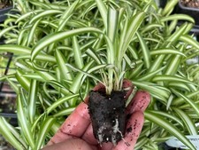 Variegated spider plug for sale  Gastonia