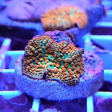 Forest fire rhodactis for sale  BIRMINGHAM