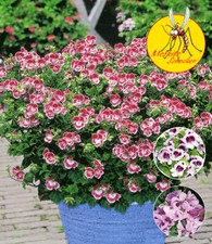 Baldur garten duft gebraucht kaufen  Bensheim