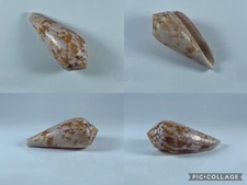 conus usato conus usato Nola