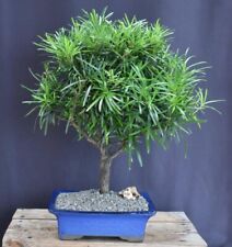 Podocarpus macrophyllus bonsai for sale  Patchogue