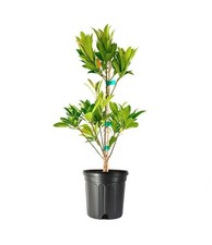 Japanese blueberry elaeocarpus for sale  USA