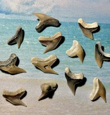 Shark tooth lot for sale  Springfield