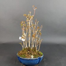 Bonsai dreispitzahorn acer gebraucht kaufen  Völklingen