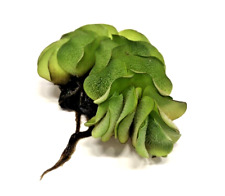 Salvinia auriculata floating for sale  PLYMOUTH