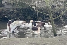 Welsh harleqiuin duck for sale  DOWNPATRICK