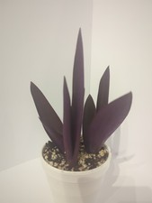 Houseplant purple heart for sale  Desoto