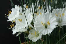 Narcissus albiorix new for sale  YORK