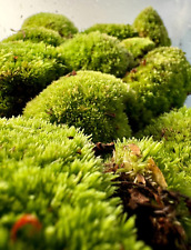 Live bun moss for sale  ISLEWORTH