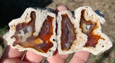Agatized coral fossil for sale  Tucson