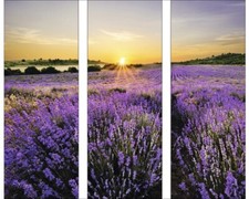 Glasbild beautiful lavendel gebraucht kaufen  Deutschland